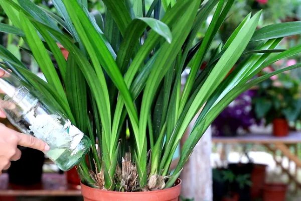 兰花的养殖方法和注意事项 盆栽