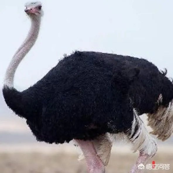 鸵鸟肉好不好吃？感觉怎么样？