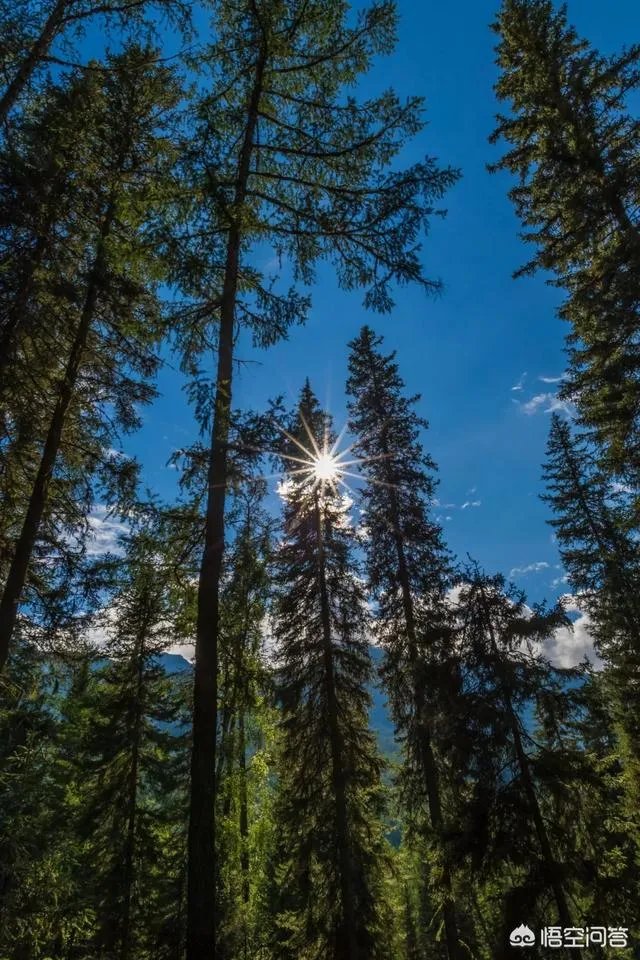 喀纳斯的风景如何?