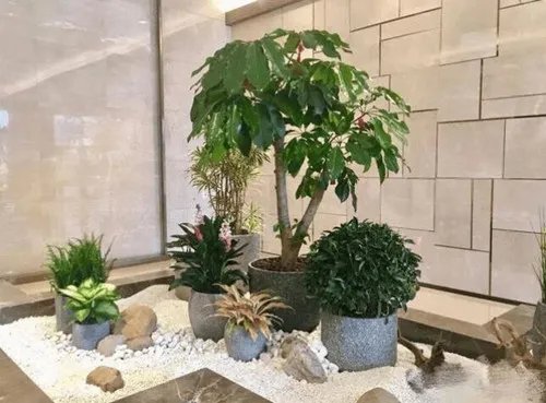 入户门正对放什么植物