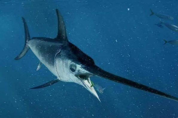 世界上最贵的十种鱼 波纹唇鱼上榜，第七被誉为“冰海之皇”