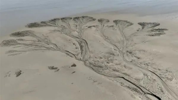 钱塘江边闪现壮观“参天大树”，大自然的鬼斧神工到底有多厉害？