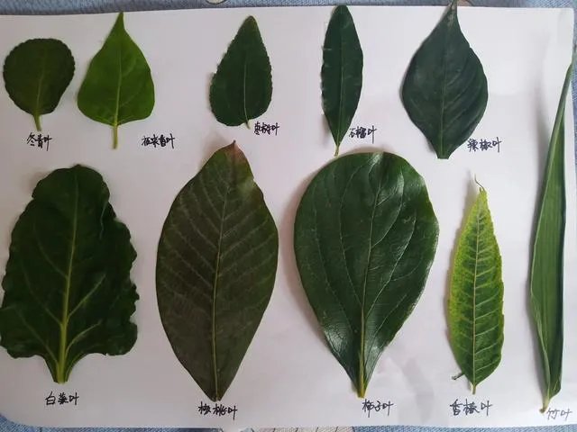 各种树叶的图片及名称?