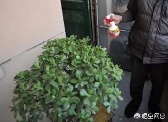 玉树的养殖方法和注意事项？