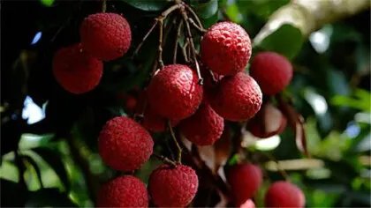 深圳有什么特产