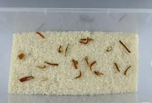 大米可以说是每天必吃的食物，密封好的大米为什么也会长虫？