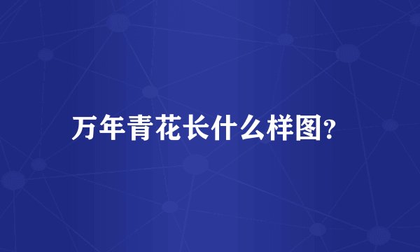 万年青花长什么样图？