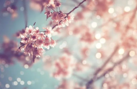 2019北京玉渊潭樱花节时间 2019玉渊潭樱花节门票价格