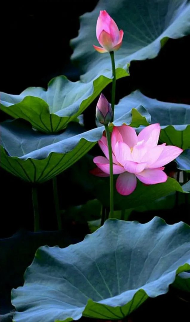 暑去秋来凉风至，稻黄果香丰收时；下句怎么接？