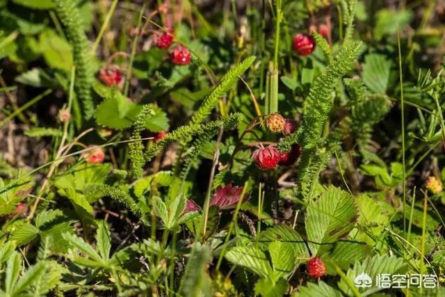 喀纳斯的风景如何?