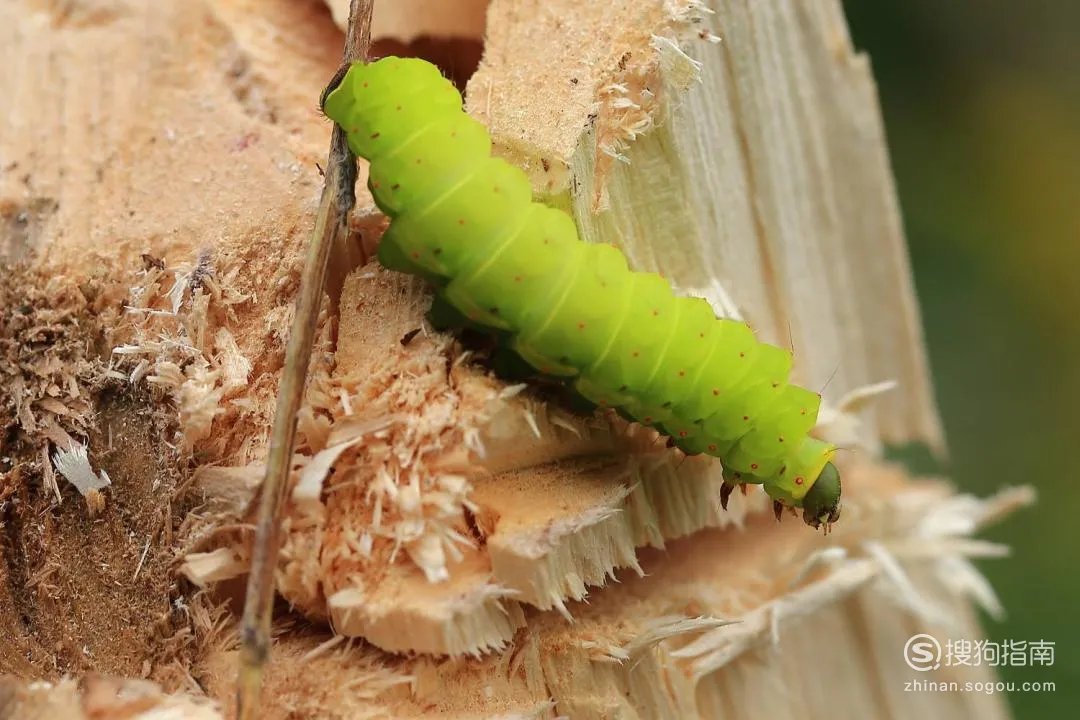 被毛毛虫蛰了怎么办