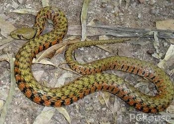 常见的十大无毒的蛇分别有哪些？