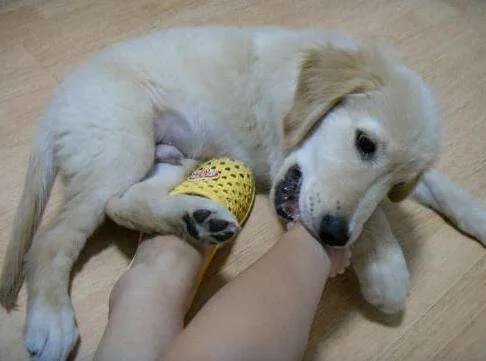 梦见狗要咬自己是好事吗 梦见被狗咬寓意着什么