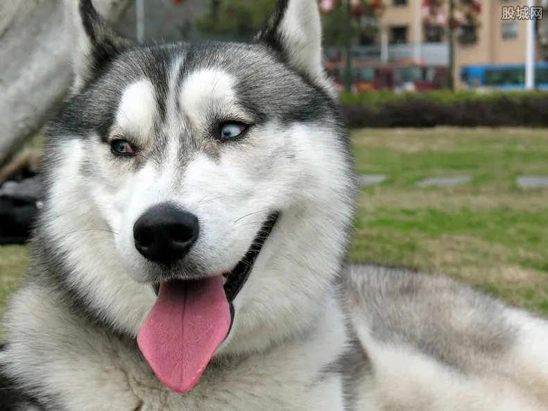 纯种哈士奇多少钱一只 哈士奇的性格怎么样？