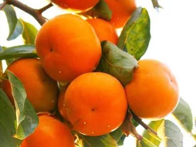 保山美食有哪些？