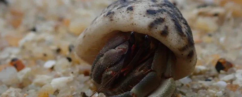 虾怪是什么 虾怪是什么动物