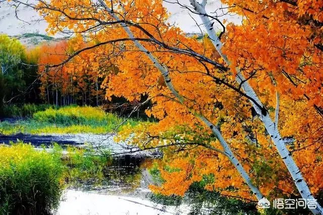 喀纳斯的风景如何?