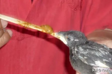 教八哥说话的一些技巧？