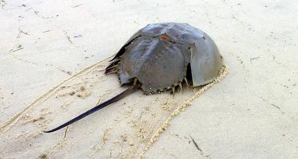 世界十大活化石动物 第一神似植物4.8亿年前已经出现