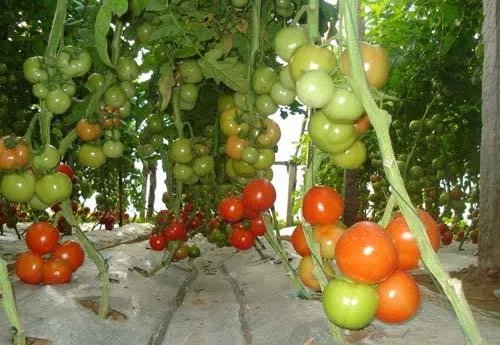 番茄种植技术大揭秘  西红柿浇水的正确方法