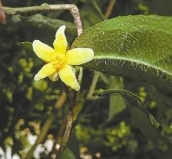 我国首次发现山茶属管蕊茶组新植物云南管蕊茶，这种茶有多稀有？