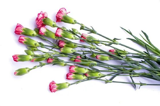 粉色康乃馨花语和寓意