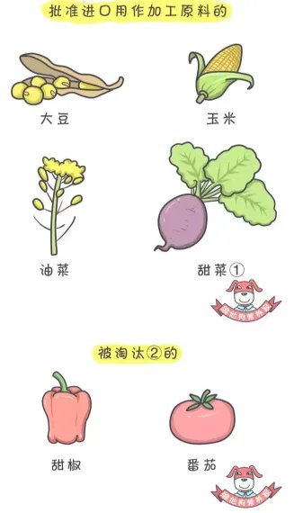 ”美国人不吃转基因食物”谁说的?他们吃得欢着呢!