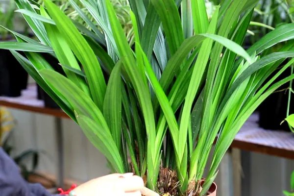 兰花的养殖方法和注意事项 盆栽