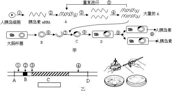 基因工程技术包括哪些基本步骤