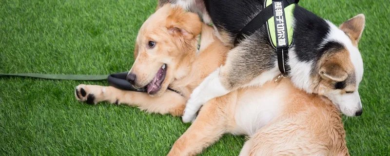 成功训练金毛犬的方法 怎么饲养金毛