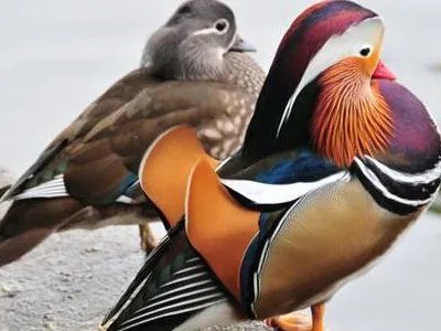 野生保护动物指的是哪些动物呢？