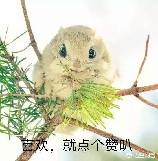 历年满分作文中，好像都有三毛的影子，如何才能把三毛写进作文呢？