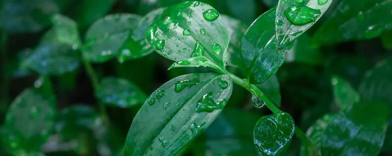 乌拉草是什么  乌拉草是什么东西