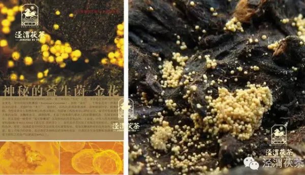 茯茶的功效与作用