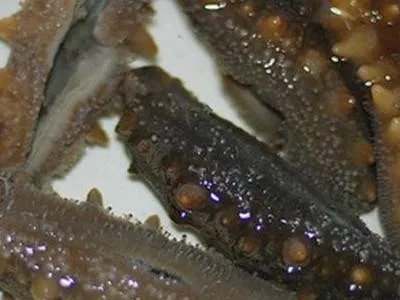 干海参怎么做好吃又简单方便