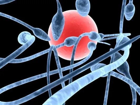 过来人的经验|备孕一个月就怀上了,靠的是这3个备孕技巧