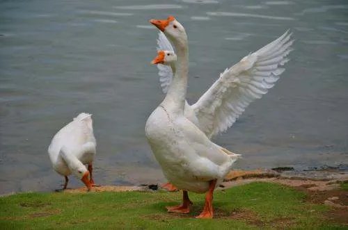 “豆瓣八组”指的是什么？