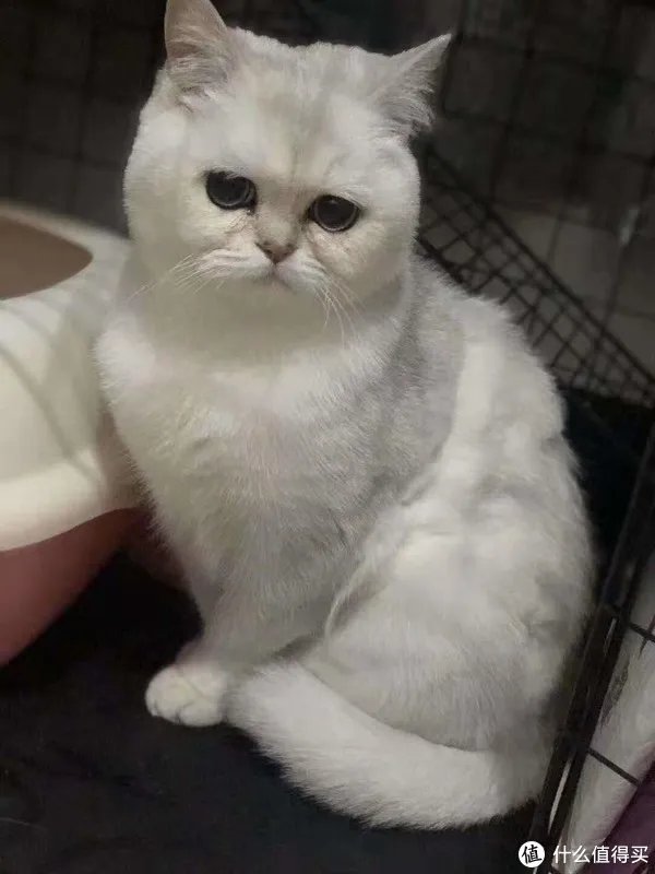 国产天然猫粮排行榜内容是真的吗？哪些品牌可信