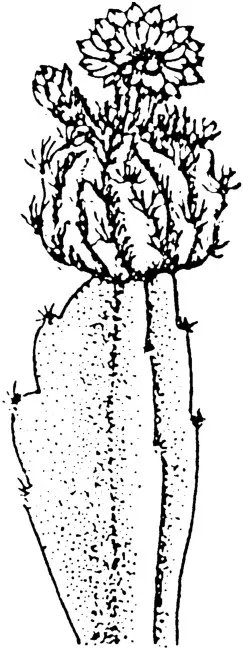 仙人球的养殖方法？