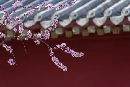 桃月是指哪一个月