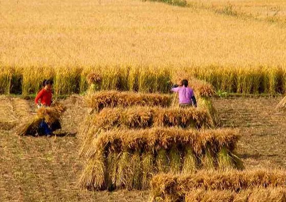 农村土地三权分置是什么意思