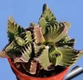 肉质植物都有哪些?