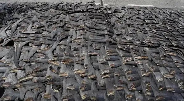 鱼翅的营养价值及功效