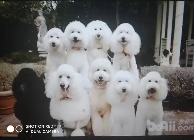 巨贵犬详细资料？