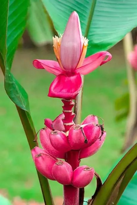 吃过这些水果的都是土豪，小编才第一次见识