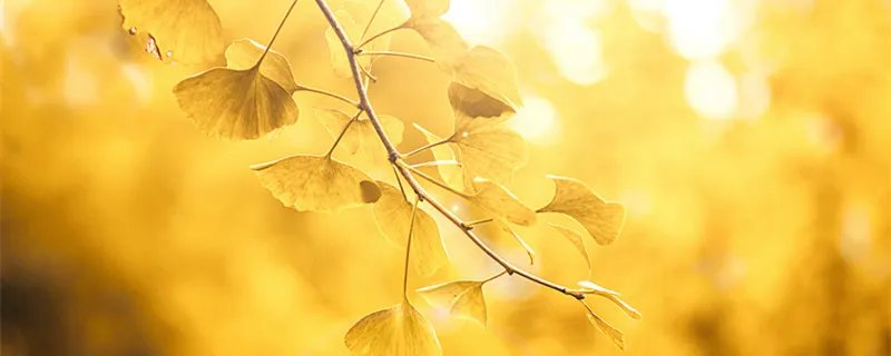 银杏是什么 银杏是什么植物