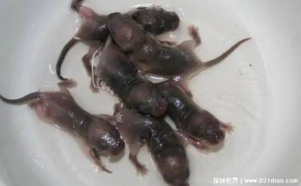 三吱儿里面的老鼠是下水道老鼠吗?