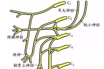 颈椎神经构造高清图片