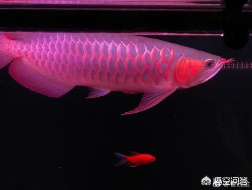 曹云金为什么感觉那么有钱?