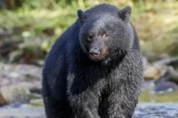 吉林一男子遭黑熊撕咬靠装死逃生，遇到黑熊，你还知道哪些逃生的办法？